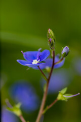 Veronica agrestis flowers growing in the garden