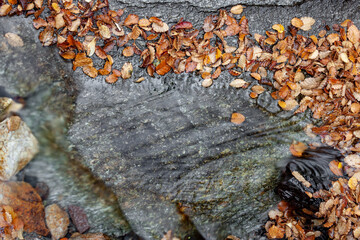 fall autumn leaves on a rock. Beautiful nature background pattern from above