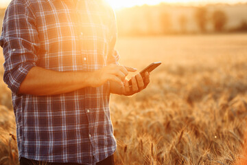 A male farmer or agronomist with phone in his hands in a field of golden wheat. Smart farm. The...