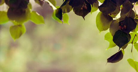 Żywe, zielone liście lipy na malowniczym  rozmytym tle.