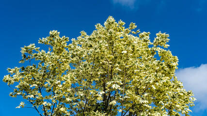 Green and white foliage of Norway Maple 'Drummondii' - Acer platanoides Variegata against blue summer sky. Close-up. Public landscape city park 