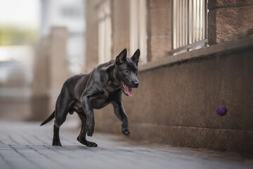 Black Thai Ridgeback puppy is playing with a purple ball against the background of the cityscape