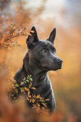 Black Thai Ridgeback puppy looking out from behind fall foliage