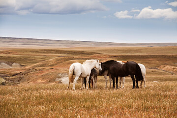 Group of wild horses on the meadow. Scenic landscape. Patagonia Argentina - obrazy, fototapety, plakaty