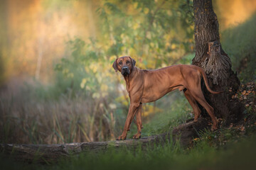 A male Rhodesian Ridgeback walking on a log and looks at the camera against the background of a bright autumn landscape