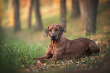 A male Rhodesian Ridgeback lying on the green grass against the background of a bright autumn landscape