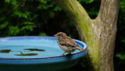 sparrow at the bird bath