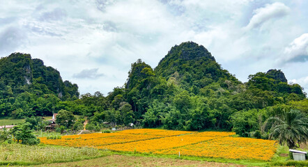 Kanchanaburi flower fields in Thailand