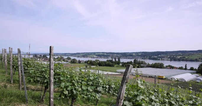 A beautiful view over the Island of Reichenau with vineyards and Constance lake in the background