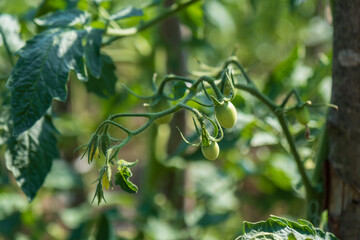 Small bunch of baby tomatoes growing