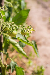 Small bunch of green  tomatoes growing