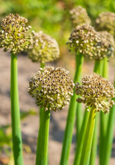 Onion inflorescences with seeds