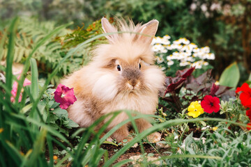 A small fluffy peach-colored rabbit sits completely in petunia flowers and grass in summer in nature, looking at the camera. The symbol of the holiday is Easter, New Year and the Christmas rabbit 2023