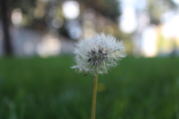 dandelion in the grass