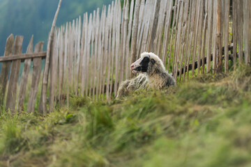 Naklejka na ściany i meble Sheep in farm under wooden fence