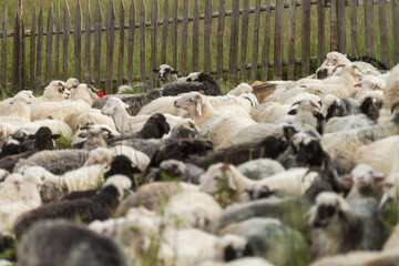 Fototapeta premium Flock of sheep in Maramures, Carpathian Mountains, Ukraine
