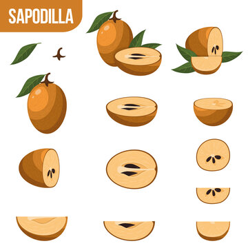 Set of fresh whole, half, cut slice sapodilla fruits isolated on white background. Summer fruits for healthy lifestyle. Organic fruit. Cartoon style. Vector illustration for any design.