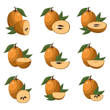 Set of fresh whole, half, cut slice sapodilla fruits isolated on white background. Summer fruits for healthy lifestyle. Organic fruit. Cartoon style. Vector illustration for any design.
