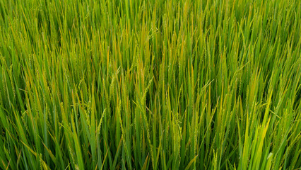Obraz premium Rice leaves have a disease problem causing the leaves to turn orange.