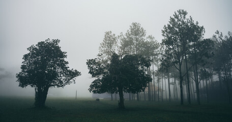 tropical jungle rainforest, foliage, wild, rain exotic wilderness scenery palm vegetation with lush and fog, ecology tropics in rain forest with light of growth, scenic greenery wallpaper