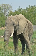 Fototapeta na wymiar the elephant