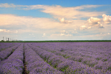 Lavender Field in Summer Time