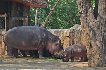 hippopotamus in the zoo