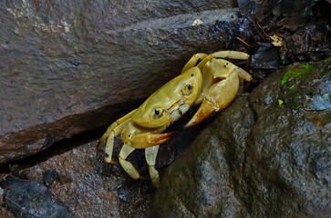 yellow crab
