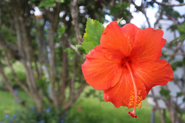 Selective focus shot of a beautiful bright hibiscus on the Hawaiian Island of Kona