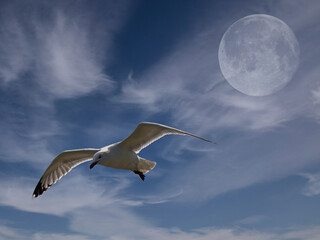 Herring Gull soaring with white wisps of cloud and moon in the background