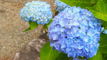 Blue Hydrangea