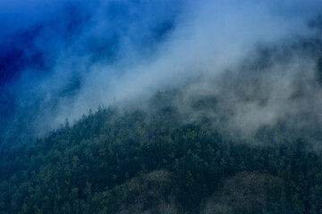 Forest. Fantastic mountain forest landscape in clouds. Evergreen foggy forest background in the dark mountain view. Misty and cloudy mountain forest.