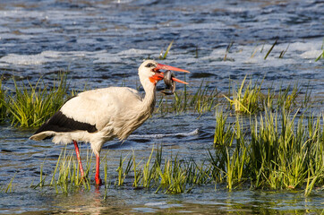 The stork in the Venta river eats lamprey.