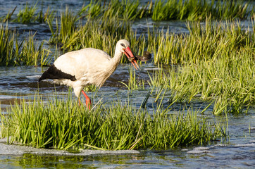 The stork in the Venta river eats lamprey.