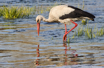 The stork in the Venta river searching for fish.