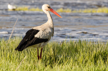The stork in the Venta river searching for fish.