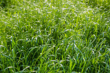 Tall grass covered with dew in back sunlight, selective focus