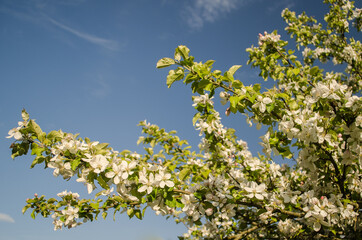 Beautiful spring apple tree flowers blossom, close up.
