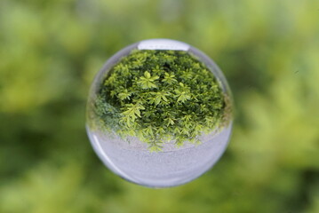 バブル, 緑, 地球, 世界, 自然, せっけん, 球体, 惑星, 地球, 草, 空, グラス, エコロジー, バブル, 包囲, アブストラクト, 水, 青, ボール, 旋律の美しい, サマータイム, 葉, 木, 楽しい