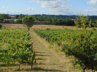 hay harvest in green vineyards of Viseu - obrazy, fototapety, plakaty