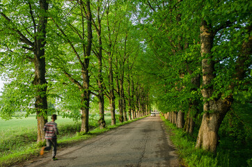 Old linden alley leading to the manor.