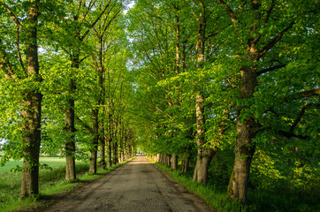 Old linden alley leading to the manor.