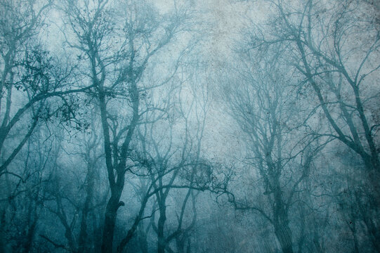 Looking up at trees, silhouetted against the sky. On a bleak misty winters day. With a grunge, vintage edit