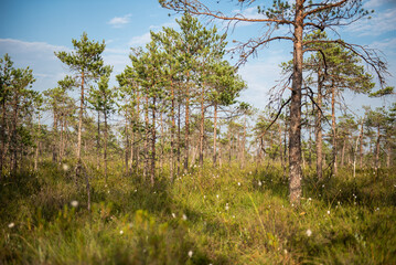 Pines and various plants in swamp, Kuldiga, Latvia.