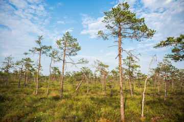 Pines and various plants in swamp, Kuldiga, Latvia.
