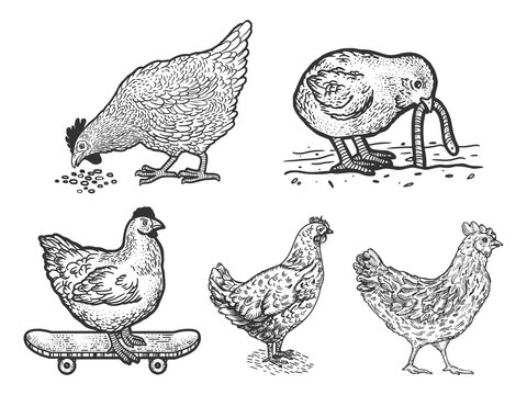 Chicken hen set line art sketch engraving vector illustration. T-shirt apparel print design. Scratch board imitation. Black and white hand drawn image.