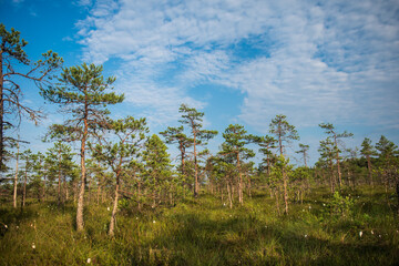 Obraz na płótnie Canvas Pines and various plants in swamp, Kuldiga, Latvia.
