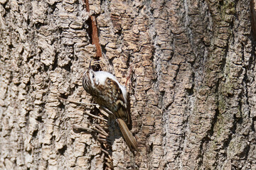 Gartenbaumläufer an einem Baum beim Nestbau	