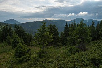Beautiful nature landscape panorama with mountains and pines