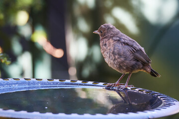 Junge Amsel an der Vogeltränke